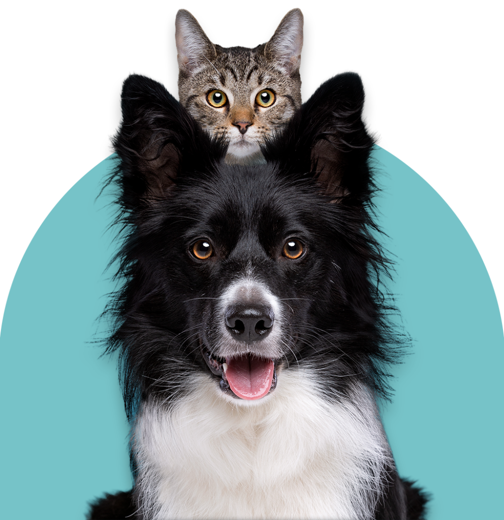 Composición gráfica en PNG transparente de un perro border collie y un gato atigrado sobre un fondo turquesa, representando las urgencias veterinarias 24 horas de CEVMA.