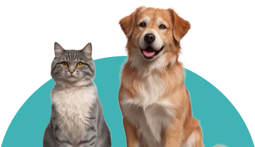 Ilustración gráfica en PNG transparente de un perro dorado y un gato gris sobre un semicírculo turquesa, representando el catálogo de servicios de CEVMA Hospital Veterinario CDMX.