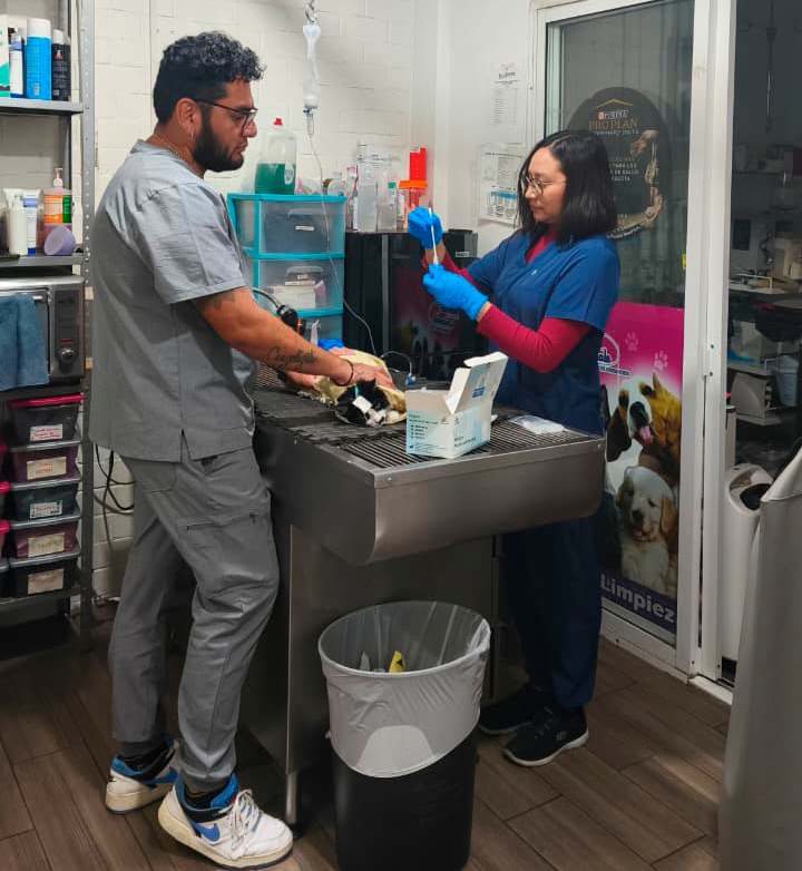 Dos médicos veterinarios de CEVMA con uniforme clínico trabajando en equipo junto a una mesa húmeda de acero inoxidable para atender a un paciente en Tlalnepantla.