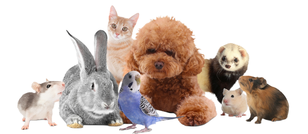 Composición digital en PNG transparente de diversas mascotas juntas (perro, gato, conejo, hurón, ave y roedores), representando el servicio veterinario integral de CEVMA Hospital Veterinario.