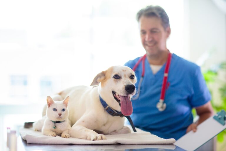 Médico veterinario en uniforme azul sonriendo durante la consulta clínica de un perro y un gato blanco en la mesa de exploración de CEVMA Hospital Veterinario.