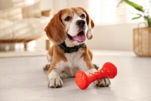 Perro de raza Beagle acostado en el piso de interiores sosteniendo un juguete interactivo tipo mordedera de goma roja en CEVMA Boutique.