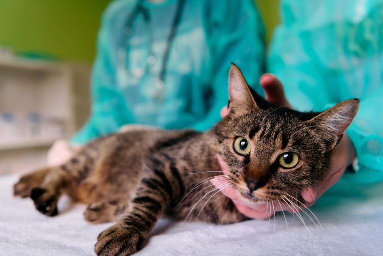 Gato atigrado tranquilo en la mesa de exploración siendo atendido con suavidad por especialistas médicos en CEVMA Hospital Veterinario.