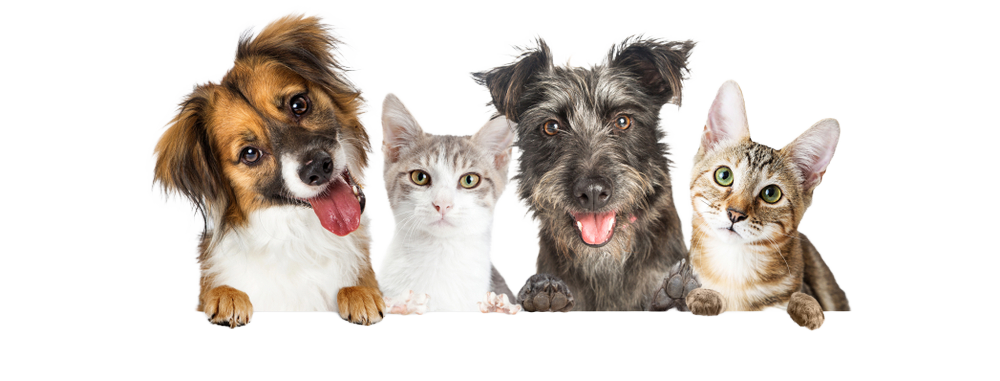 Composición digital de dos perros y dos gatos asomándose sobre fondo transparente, recurso gráfico para el sitio web de CEVMA Hospital Veterinario en Tlalnepantla.