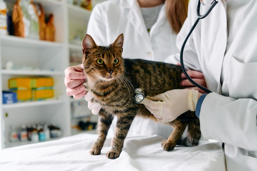 Check Up